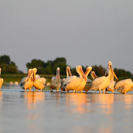 Danube Delta & Hostel *