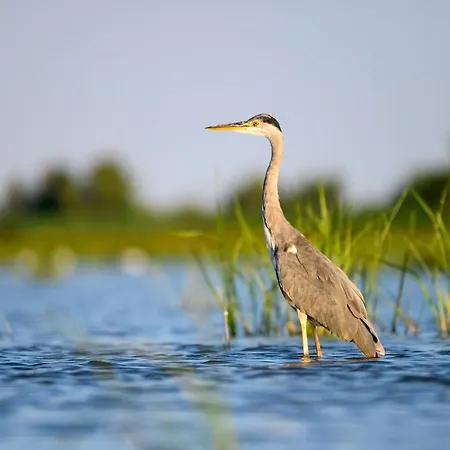 Danube Delta &