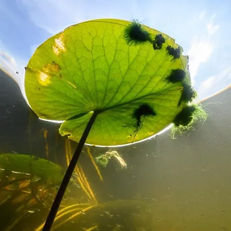 Danube Delta & *