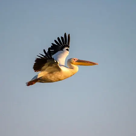 Danube Delta & Hostel *